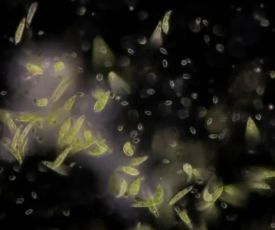 Jednobuněčné organismy