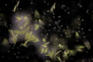 Veškerý život na Zemi pochází z jediného předka. A je mnohem starší, než jsme si mysleli