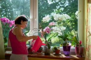 Přesně tímto množstvím vody v zimě zalévejte pokojové rostliny, aby přežily do jara