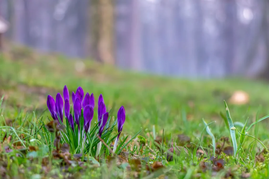 Krokusy