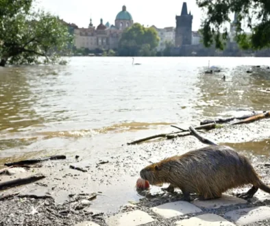 Nutrie si na naše podmínky zvykla rychle.