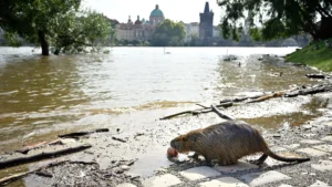 Ve Vltavě v Praze se tento týden objevilo zvíře, které bylo považováno za dávno vyhynulé