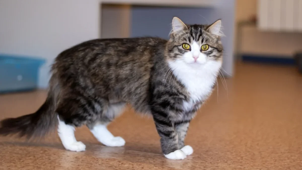 kočka na korkové podlaze