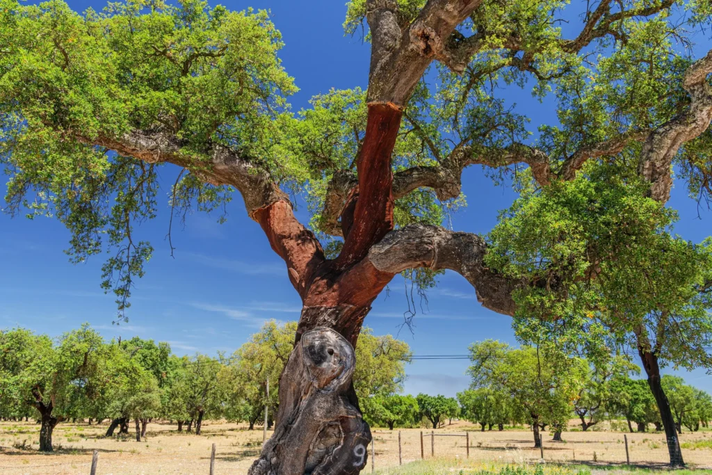 - Techsvět Korkový dub