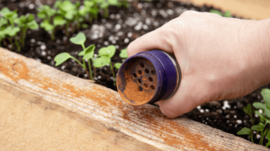 Zahrada: Proti mravencům v záhonu pomáhá běžné kuchyňské koření