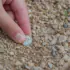 Close-up of a hand picking up a small silver coin from gravelly ground outdoors.