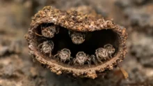 Mud dauber wasp nest with several wasps peering from inside the hollow tube outside a wall area.