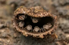 Mud dauber wasp nest with several wasps peering from inside the hollow tube outside a wall area.