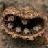 Mud dauber wasp nest with several wasps peering from inside the hollow tube outside a wall area.