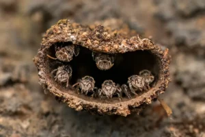 Je mu teprve 14 let, použil 10 let starý fotoaparát a vyhrál nejvýznamnější soutěž v makrofotografii na světě