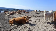 A sandy beach scene with numerous cows lying and standing, distant town with a church steeple, and blue hills under a clear sky.