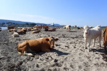 A sandy beach scene with numerous cows lying and standing, distant town with a church steeple, and blue hills under a clear sky.