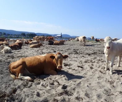A sandy beach scene with numerous cows lying and standing, distant town with a church steeple, and blue hills under a clear sky.