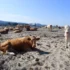 A sandy beach scene with numerous cows lying and standing, distant town with a church steeple, and blue hills under a clear sky.