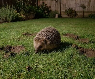 Hedgehog sniffing the grass in a backyard at night, with small mole holes in the lawn and a wooden fence in the background, dew on the blades.