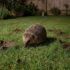 Hedgehog sniffing the grass in a backyard at night, with small mole holes in the lawn and a wooden fence in the background, dew on the blades.