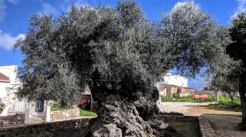 Ancient olive tree with a thick, twisted trunk and dense foliage in a sunny village square.