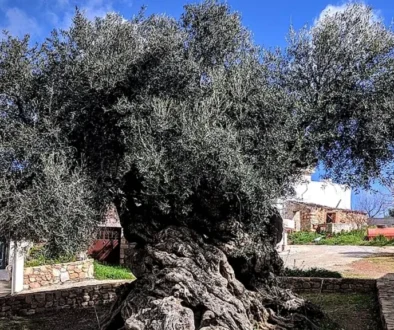 Ancient olive tree with a thick, twisted trunk and dense foliage in a sunny village square.