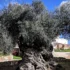 Ancient olive tree with a thick, twisted trunk and dense foliage in a sunny village square.