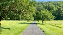 Gravel path winding through a sunny park with lush green grass and trees on both sides, blue sky overhead, and a large overhanging tree branch on the left.