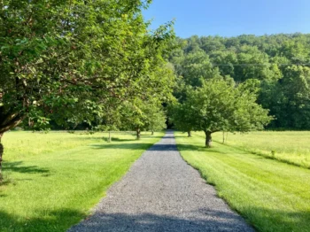 Gravel path winding through a sunny park with lush green grass and trees on both sides, blue sky overhead, and a large overhanging tree branch on the left.