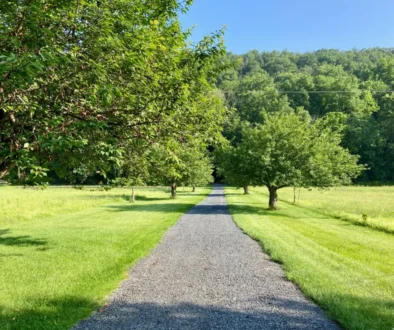 Gravel path winding through a sunny park with lush green grass and trees on both sides, blue sky overhead, and a large overhanging tree branch on the left.