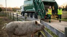 Pig standing by a wooden fence while two workers in reflective vests wave from a green garbage truck in a rural yard.