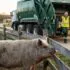 Pig standing by a wooden fence while two workers in reflective vests wave from a green garbage truck in a rural yard.