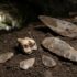 Archaeological dig in a cave: dirt, a fossil-like jaw bone and stone projectile points with a trowel and brush nearby.